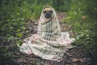 PUG IN THE RUG