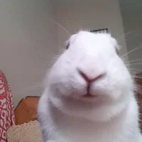 @bunnypergola - Character AI chatbot creator profile picture