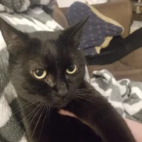 Blackietheblackcat