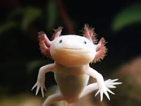 Axolotl