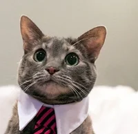 Business Catto