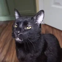 Sylvester talkin cat