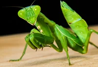 Giant Praying Mantis