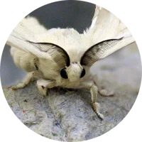 moth