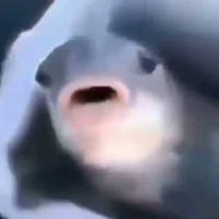 Funny fish
