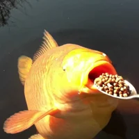 Greedy chagoi