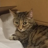 Kaitlynthecat