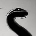 A Titanoboa 