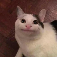 Polite cat