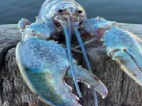 Blue Lobster
