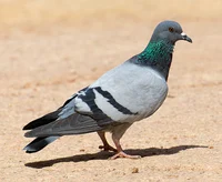 Pigeon
