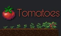 Tomato
