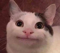 Polite Cat