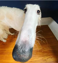 Borzoi