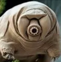 Tom tardigrade  