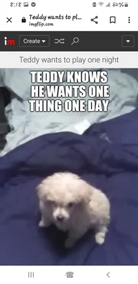 teddy the toy poodle