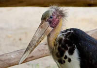 Marabou stork