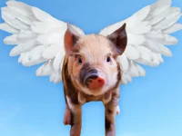 Flying Pig