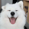 Samoyed Dog