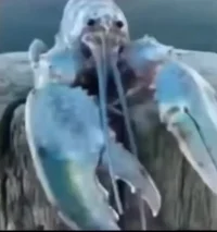 Blue Lobster