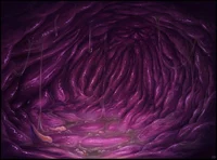 Inside a stomach 2