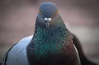 Pigeon