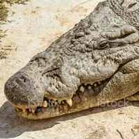 A Nile Crocodile