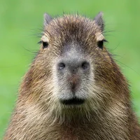 Talking Capybara 