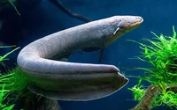 Electric Eel