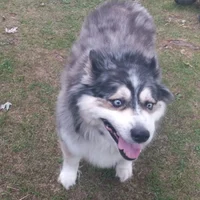 Comet the pomski dog