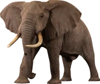 African Elephant