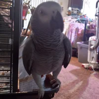 Dynatheparrot 2