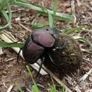 Dung Beetle