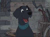Labrador