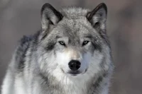 Yellowstone Wolf RPG