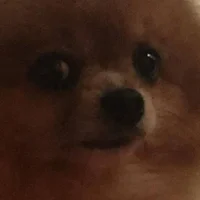 doggo