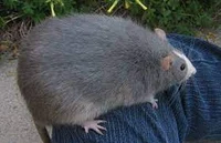 Giant Rat