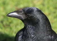 A crow