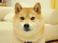 Doge 2