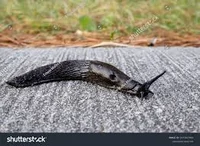 unnatural slug