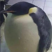 The biggest bird