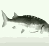 kaisam