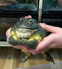 African Bullfrog