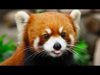 Red panda