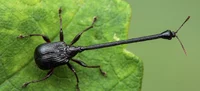 Pencil-shaped-bug-ja