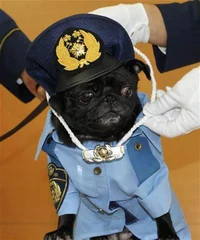 police pug