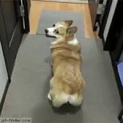 Corgi