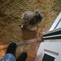 Momma the dog