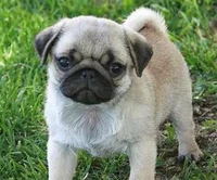 a pug puppie