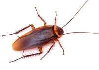Cockroach